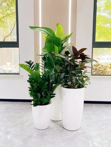 探寻宁波慈溪绿植租赁设计，焕新室内生机